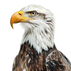 High Definition Picture of a Photo Eagle, Isolated on a White Background