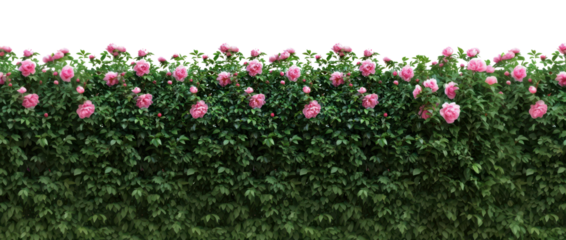 PNG Peonyu bushes outdoors flower garden.