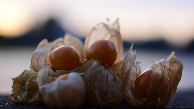 Detailed close-up of ripe physalis fruits in papery husks, Silhouette Close-up of Cape Gooseberry, Physalis peruviana, Backlit Fruit