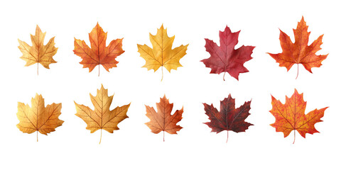 Ten vibrant autumn maple leaves showcasing a range of fall colors.