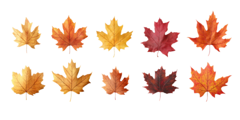 Ten vibrant autumn maple leaves showcasing a range of fall colors.