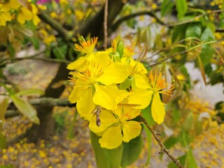 Close-up of vibrant yellow apricot blossoms in full bloom, symbolizing spring and the Lunar New Year, set against a blurred garden background in Vietnam.