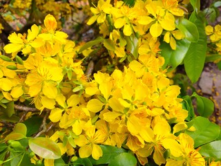 Close-up of vibrant yellow apricot blossoms in full bloom, symbolizing spring and the Lunar New Year, set against a blurred garden background in Vietnam.