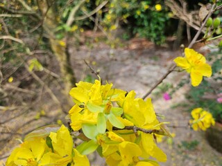 Close-up of vibrant yellow apricot blossoms in full bloom, symbolizing spring and the Lunar New Year, set against a blurred garden background in Vietnam.