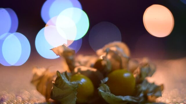 Detailed close-up of ripe physalis fruits in papery husks, Silhouette Close-up of Cape Gooseberry, Physalis peruviana, Backlit Fruit