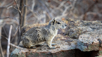 Fototapeta premium Piranhas 