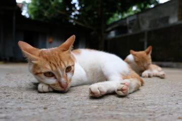 animal, mammal, pet, kitten, cute, relaxation, feline, no people, photography, color image, indonesia, domestic cat, red, close-up, domestic animals, portrait, young animal, nature, animal body part, 