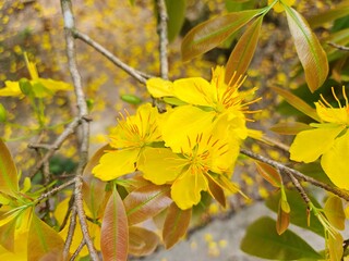 Close-up of vibrant yellow apricot blossoms in full bloom, symbolizing spring and the Lunar New Year, set against a blurred garden background in Vietnam.