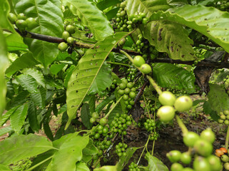 green coffee fruit on tree on green leaf background