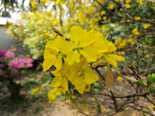 Close-up of vibrant yellow apricot blossoms in full bloom, symbolizing spring and the Lunar New Year, set against a blurred garden background in Vietnam.
