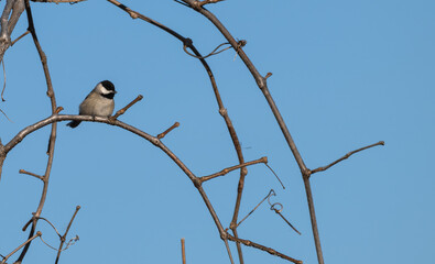 Black-capped chickadee perched in a tree.