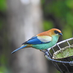 Black-backed tanager Bird The black-backed tanager is a bird species in the Thraupidae family. It is endemic to the forests and shrubs of south-eastern Brazil. When first described, it was mistakenly
