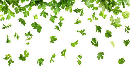 green leaves isolated on white background
