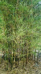 long green bamboo plants