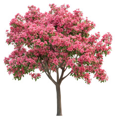 Fototapeta premium PNG Bold pink flower tree flowers blossom nature.