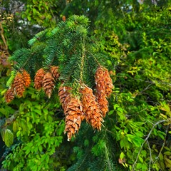 Douglas fir pine cones, a sign that spring is here in the Pacific Northwest.