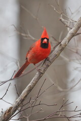 Vibrant red bird male northern cardinal perched in a tree on a wintery day, against a blurry background. 