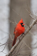 Vibrant red bird male northern cardinal perched in a tree on a wintery day, against a blurry background. 