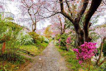 京都府　原谷苑の桜風景
