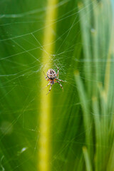 ara&ntilde;a en su telara&ntilde;a