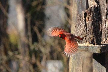 Red bird male northern cardinal in flight against blue sky, blurry background. 