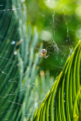 ara&ntilde;a en su telara&ntilde;a