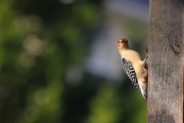 Red bellied woodpecker perched on tree against blue sky, blurry background. 