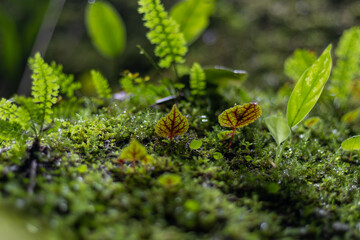 green moss on the ground