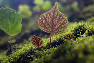 moss on a tree trunk