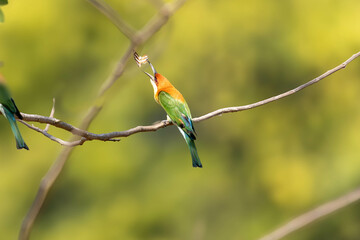 bee eater bird