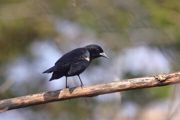 Red winged blackbird perched with blurry background. 