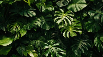 Obraz premium Lush tropical foliage exploration rainforest pattern design nature aerial view green leaves
