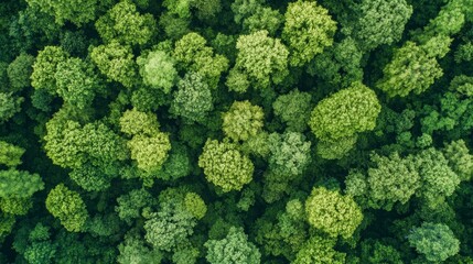 Naklejka premium Upholding environmental sustainability global forest conservation initiatives article natural ecosystems eco-friendly practices forests