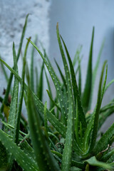 Aloe vera plants