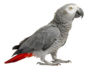 Obraz premium Playful grey parrot displaying vibrant feathers in setting isolated on transparent background