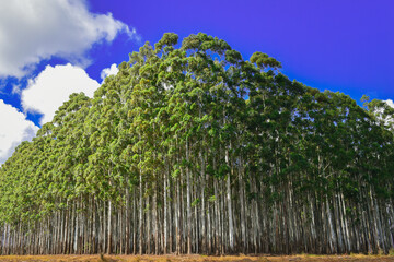 Natural Forest Plantation Trees Wood