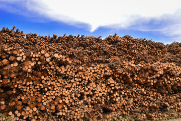 Wood Pile Timber Harvesting 