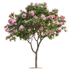 Fototapeta premium PNG Real flower tree flowers plant blooming.
