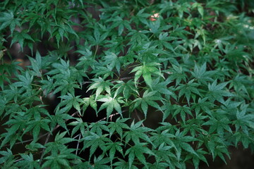 green grass background