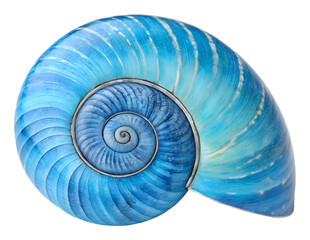 Beautiful blue nautilus shell marine environment isolated on transparent background