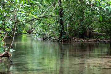 Der kristallklare Fluss  Rio Salobra mitten im Dschungel