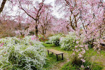 京都府　原谷苑の桜風景

