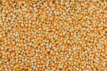 close up of corn grains