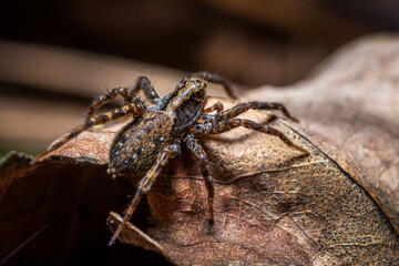 A Wolf Spider creeps along the forest floor.