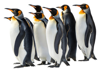 Fototapeta premium Penguin gathering in antarctica wildlife cold environment isolated on transparent background