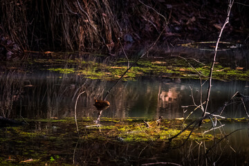 A Winter Wren immersed in its favorite habitat