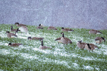 A gaggle of Canada Geese in the snow that decided not to fly south for the winter.