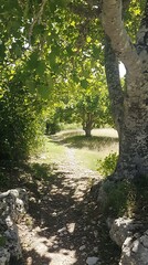 Fototapeta premium Shady path, trees, summer, nature, hike