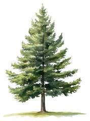 PNG Fraser fir tree illustration watercolor evergreen.