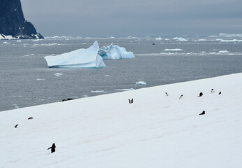 A Gentoo penguin colony on an island in Antarctica.
